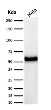 p53 Antibody (DO-7) - Azide and BSA Free Western Blot: p53 Antibody (DO-7) - Azide and BSA Free [NBP2-34605] -