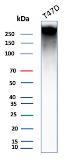 MUC1 Antibody (E29) - Azide and BSA Free Western Blot: MUC1 Antibody (E29) - Azide and BSA Free [NBP2-34610] -