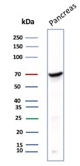 Chromogranin A Antibody (LK2H10) - Azide and BSA Free Western Blot: Chromogranin A Antibody (LK2H10) - Azide and BSA Free [NBP2-34672] -