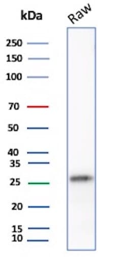 p27/Kip1 Antibody (SX53G8) - Azide and BSA Free Western Blot: p27/Kip1 Antibody (SX53G8) - Azide and BSA Free [NBP2-34718] -