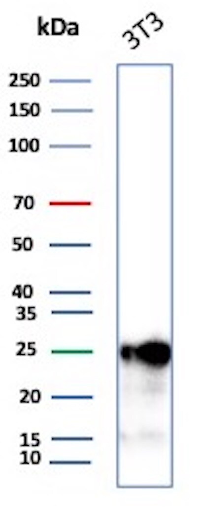 p27/Kip1 Antibody (SX53G8) - Azide and BSA Free Western Blot: p27/Kip1 Antibody (SX53G8) - Azide and BSA Free [NBP2-34718] -