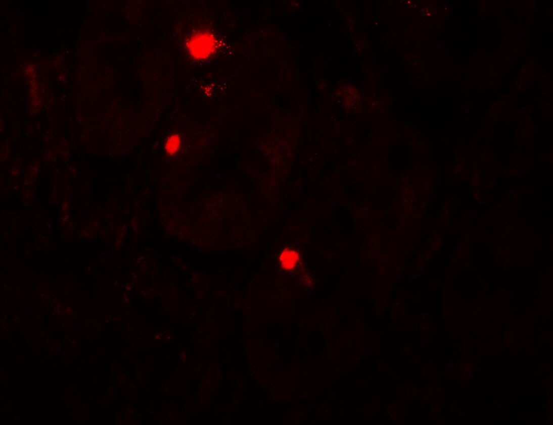 ATG14 Antibody - BSA Free