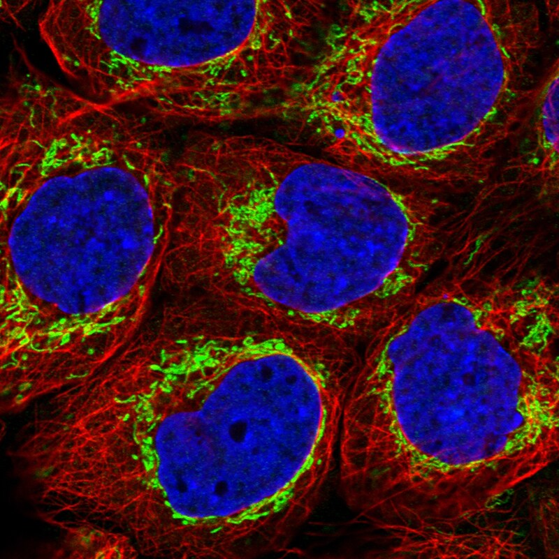 TUFM Antibody (CL2242) - BSA Free Immunocytochemistry/ Immunofluorescence: TUFM Antibody (CL2242) [NBP3-52456]