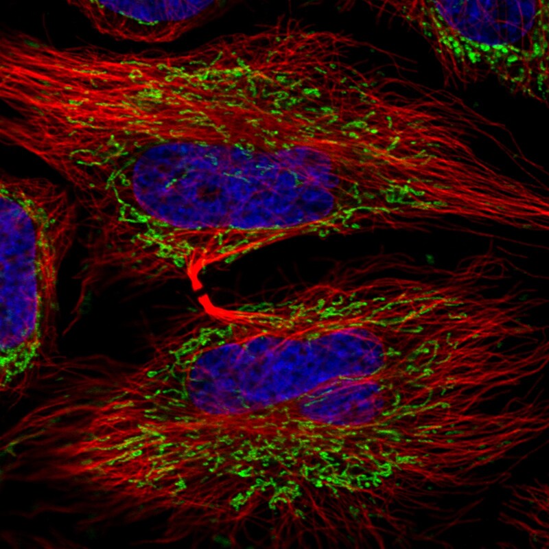 TUFM Antibody (CL2242) - BSA Free Immunocytochemistry/ Immunofluorescence: TUFM Antibody (CL2242) [NBP3-52456]