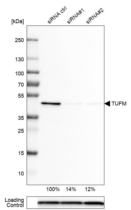 TUFM Antibody (CL2242) - BSA Free Western Blot: TUFM Antibody (CL2242) [NBP3-52456]