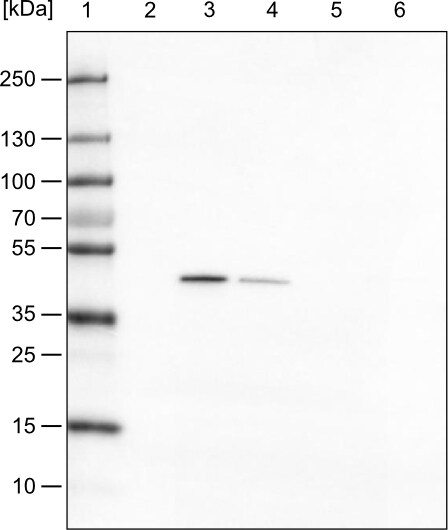 TUFM Antibody (CL2242) - BSA Free Western Blot: TUFM Antibody (CL2242) [NBP3-52456]