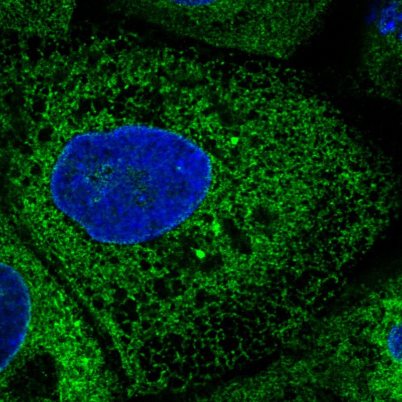 ERp57/PDIA3 Antibody (CL2444) - BSA Free Immunocytochemistry/ Immunofluorescence: ERp57/PDIA3 Antibody (CL2444) [NBP3-52458]