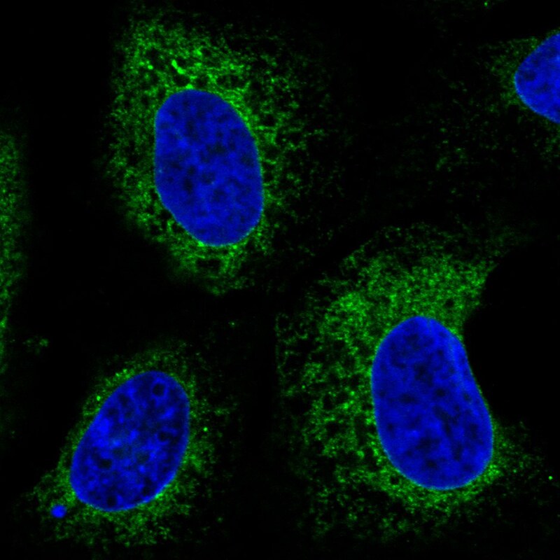 ERp57/PDIA3 Antibody (CL2444) - BSA Free Immunocytochemistry/ Immunofluorescence: ERp57/PDIA3 Antibody (CL2444) [NBP3-52458]
