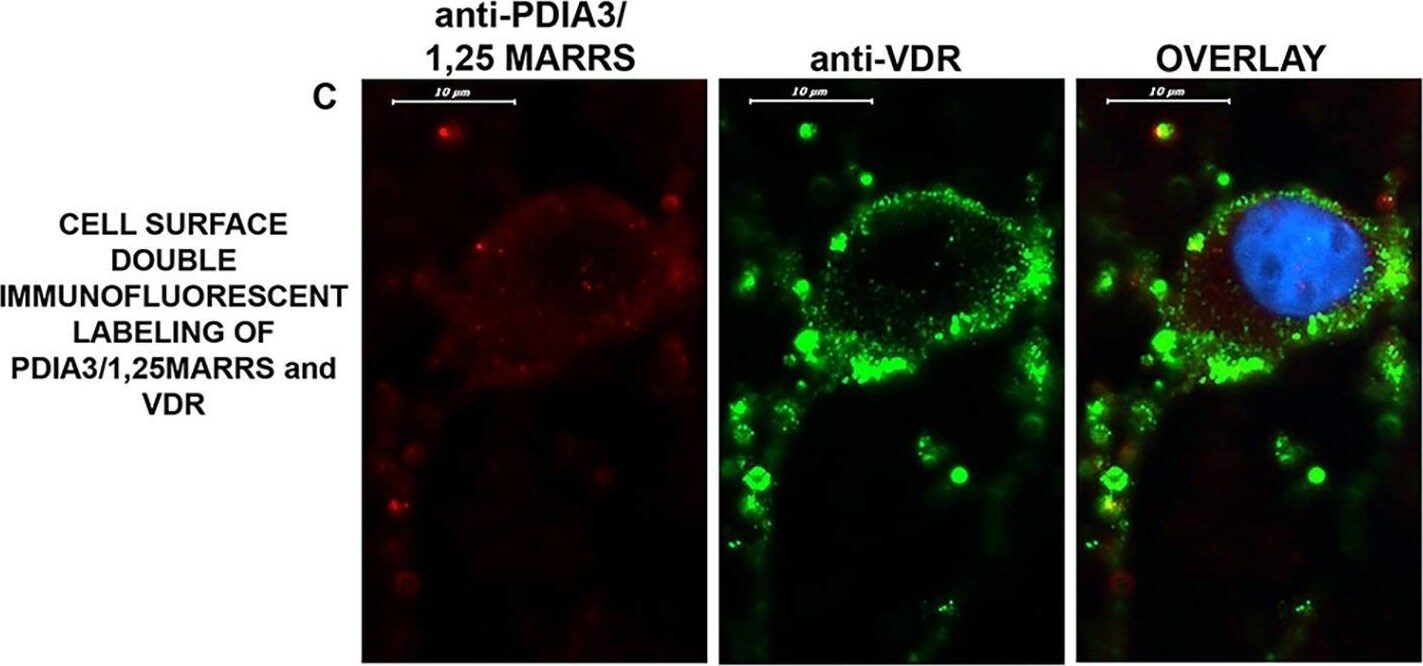 ERp57/PDIA3 Antibody (CL2444) - BSA Free