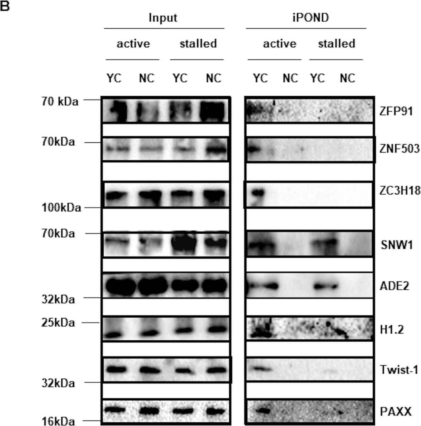 Twist-1 Antibody (10E4E6) - BSA Free