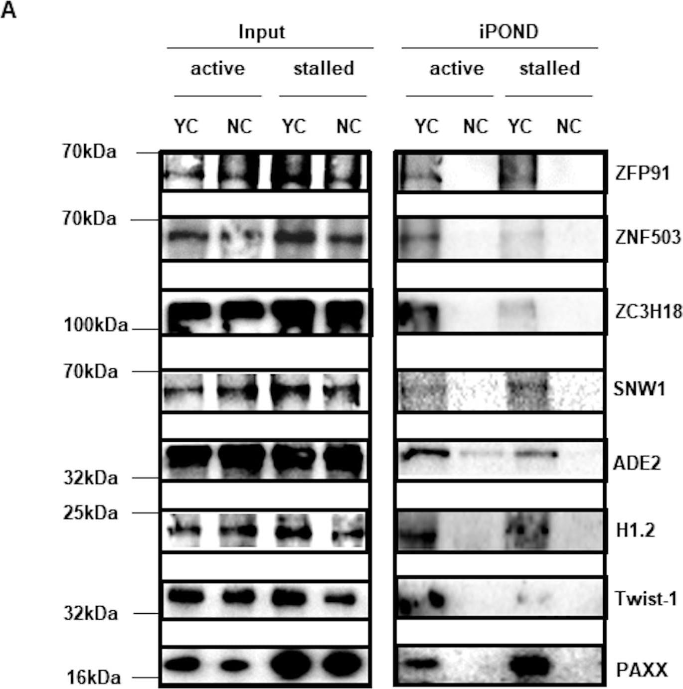Twist-1 Antibody (10E4E6) - BSA Free