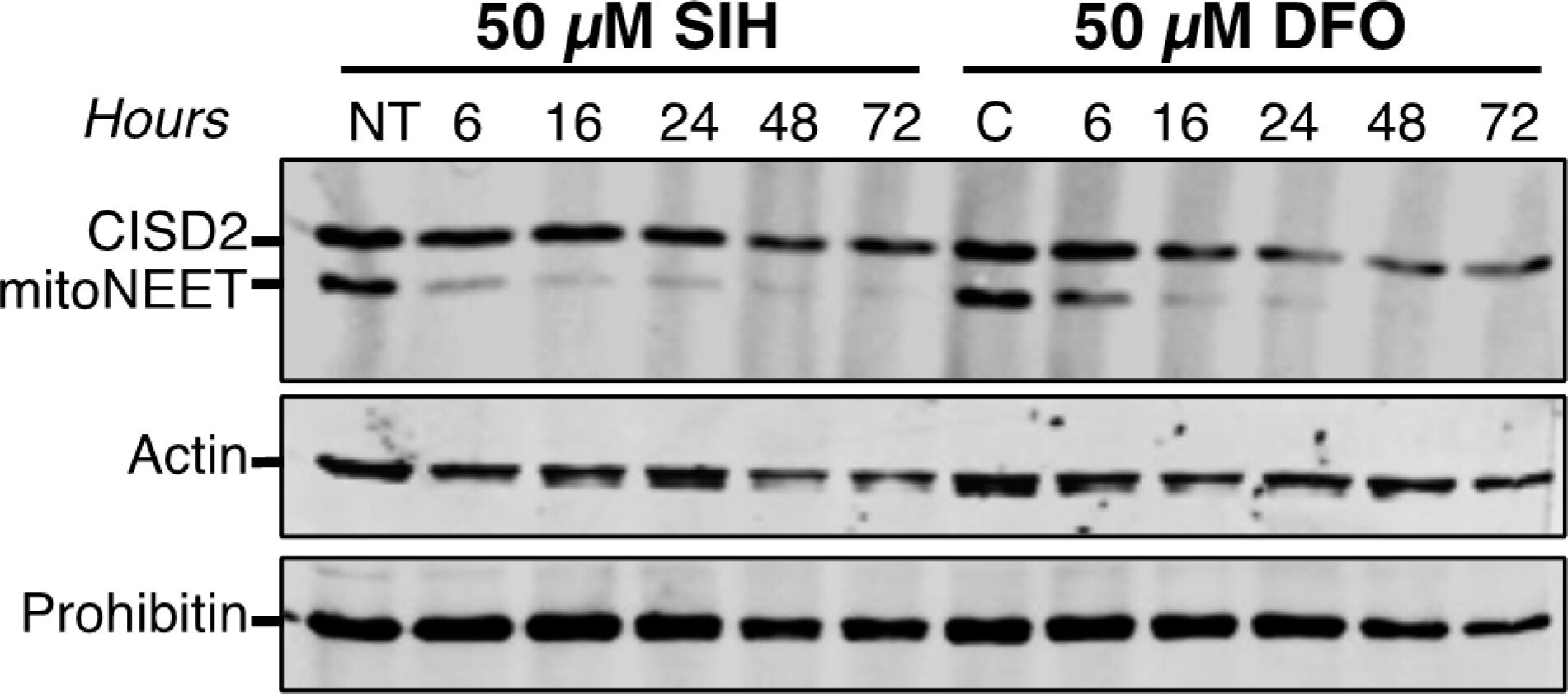 Prohibitin Antibody (5H7)
