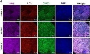 CD133 Antibody (3F10) - BSA Free