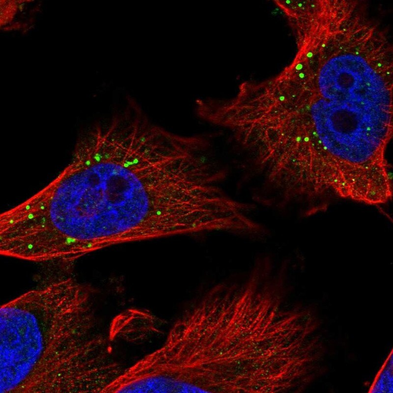 MCPIP1/ZC3H12A Antibody - BSA Free Immunocytochemistry/ Immunofluorescence: MCPIP1/ZC3H12A Antibody [NBP2-37871]