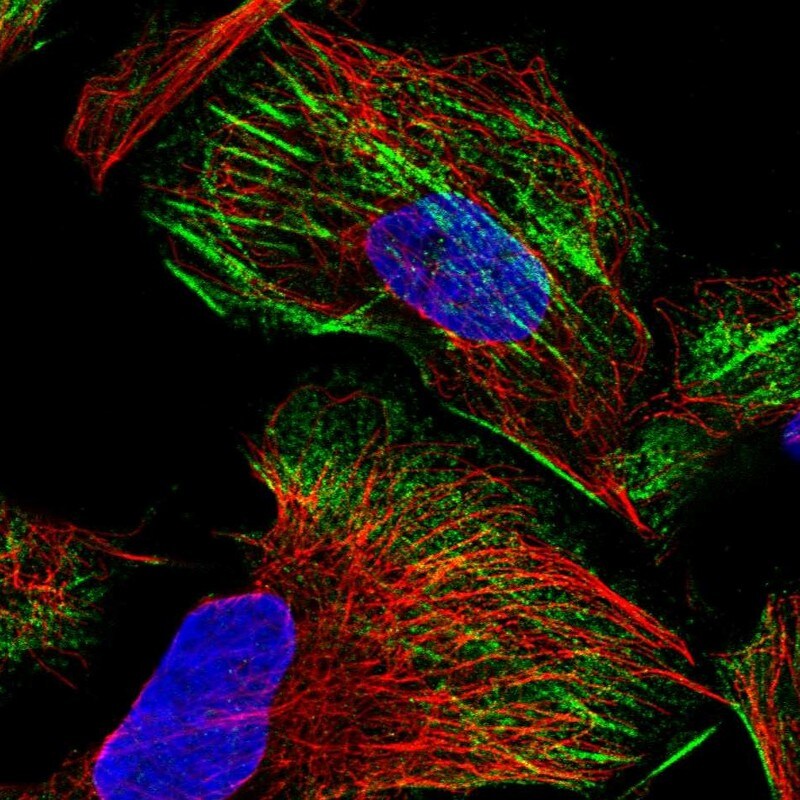 ZNF846 Antibody - BSA Free Immunocytochemistry/ Immunofluorescence: ZNF846 Antibody [NBP2-37874]