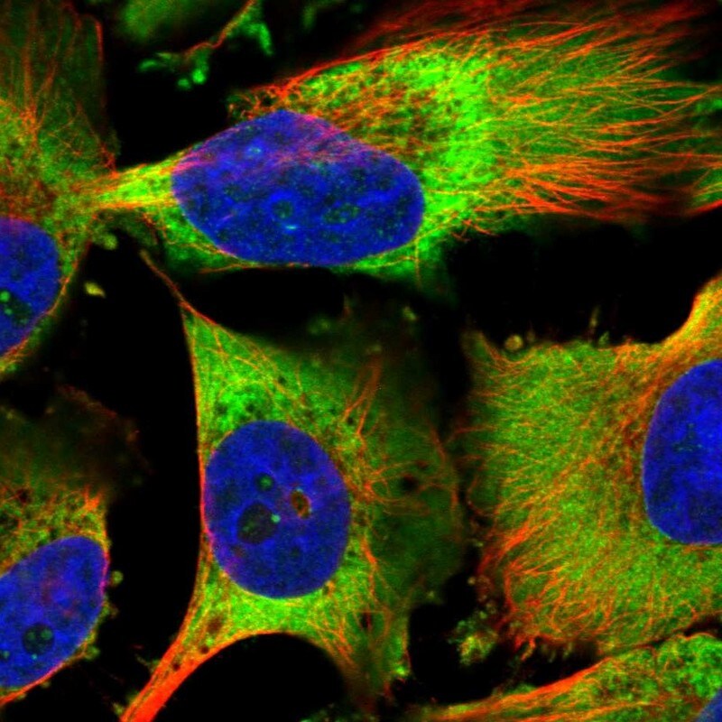 EEF1B2 Antibody - BSA Free Immunocytochemistry/ Immunofluorescence: EEF1B2 Antibody [NBP2-37875]
