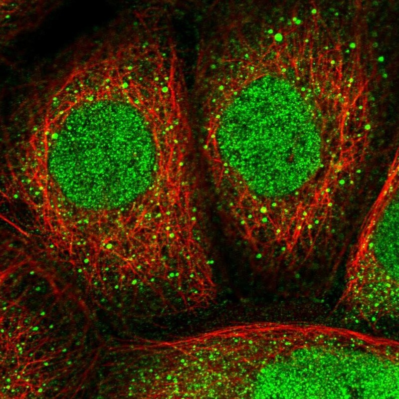 NOS1AP Antibody - BSA Free Immunocytochemistry/ Immunofluorescence: NOS1AP Antibody [NBP2-38151]