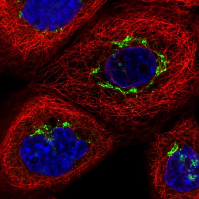 TJAP1 Antibody - BSA Free Immunocytochemistry/ Immunofluorescence: TJAP1 Antibody [NBP2-38152]