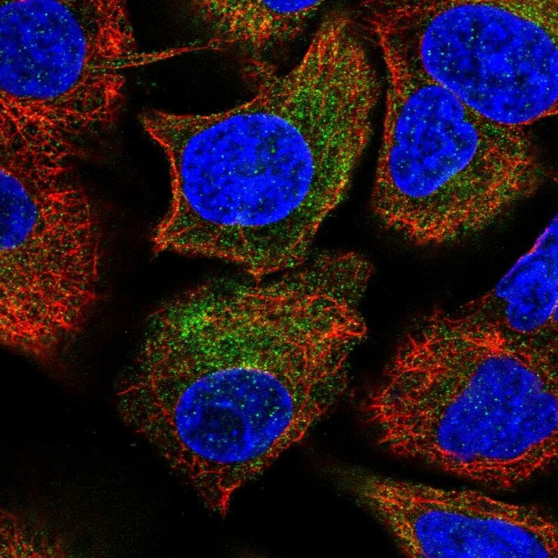 PSMB10/MECL1 Antibody - BSA Free Immunocytochemistry/ Immunofluorescence: PSMB10/MECL1 Antibody [NBP2-38155]