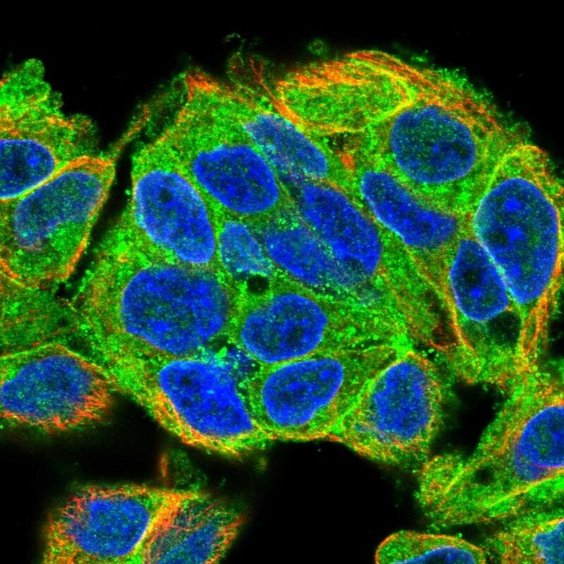 MARCKS like protein Antibody - BSA Free Immunocytochemistry/ Immunofluorescence: MARCKS like protein Antibody [NBP2-38160]