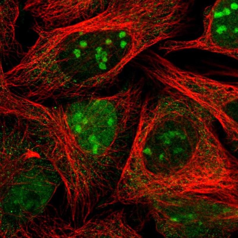 MAPKBP1 Antibody - BSA Free Immunocytochemistry/ Immunofluorescence: MAPKBP1 Antibody [NBP2-38164]