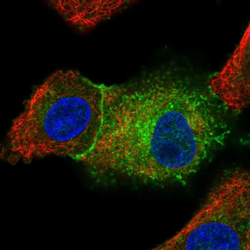 Src Antibody - BSA Free Immunocytochemistry/ Immunofluorescence: Src Antibody [NBP2-38165]