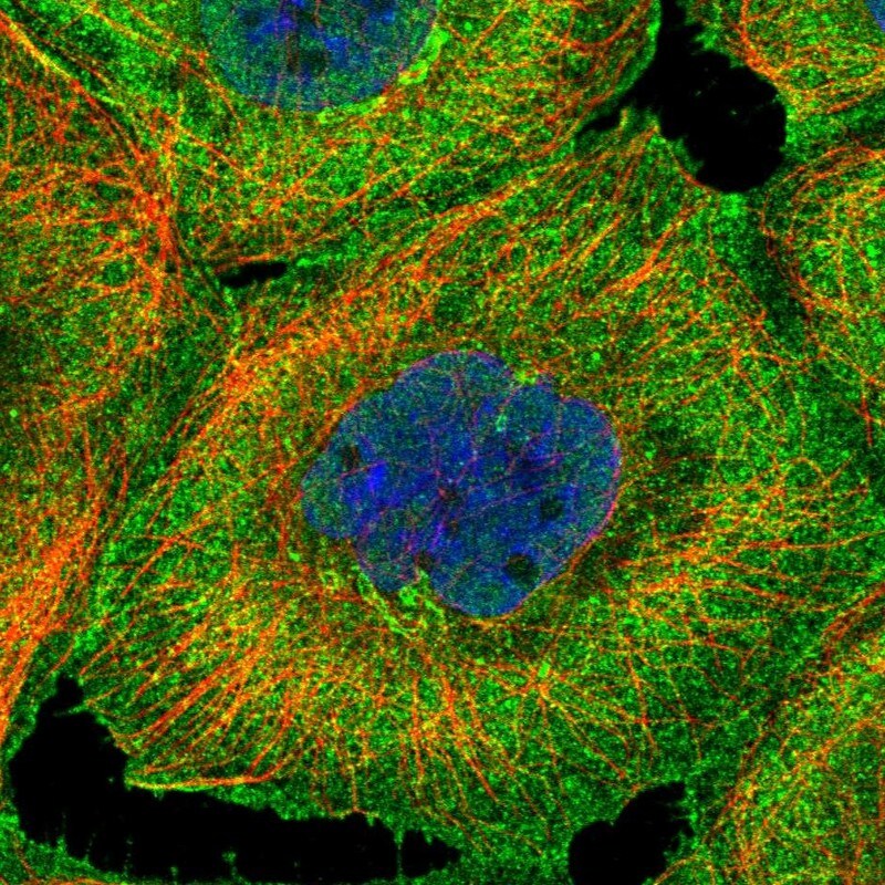 BSDC1 Antibody - BSA Free Immunocytochemistry/ Immunofluorescence: BSDC1 Antibody [NBP2-38180]
