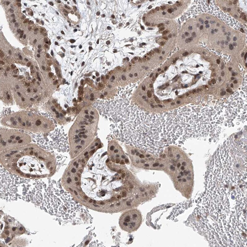 TAF8 Antibody - BSA Free Immunohistochemistry-Paraffin: TAF8 Antibody [NBP2-38188]