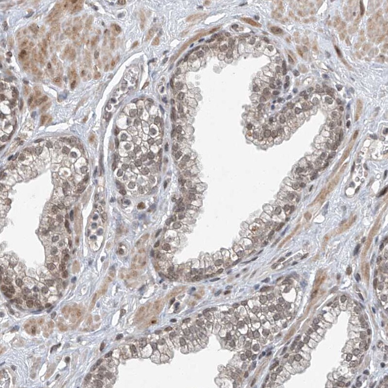 TAF8 Antibody - BSA Free Immunohistochemistry-Paraffin: TAF8 Antibody [NBP2-38188]