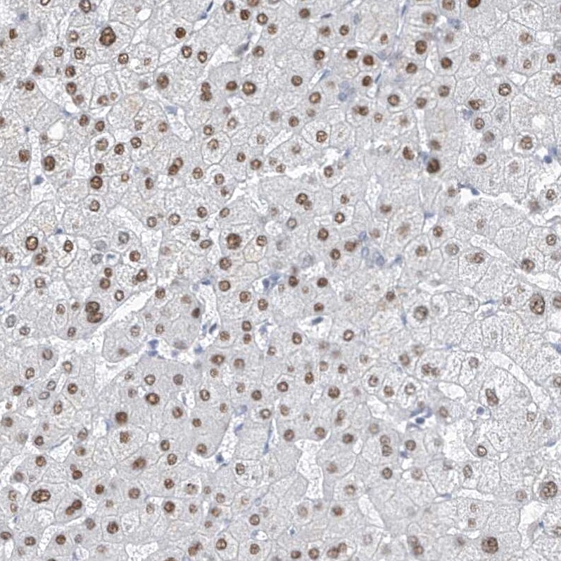 TAF8 Antibody - BSA Free Immunohistochemistry-Paraffin: TAF8 Antibody [NBP2-38189]