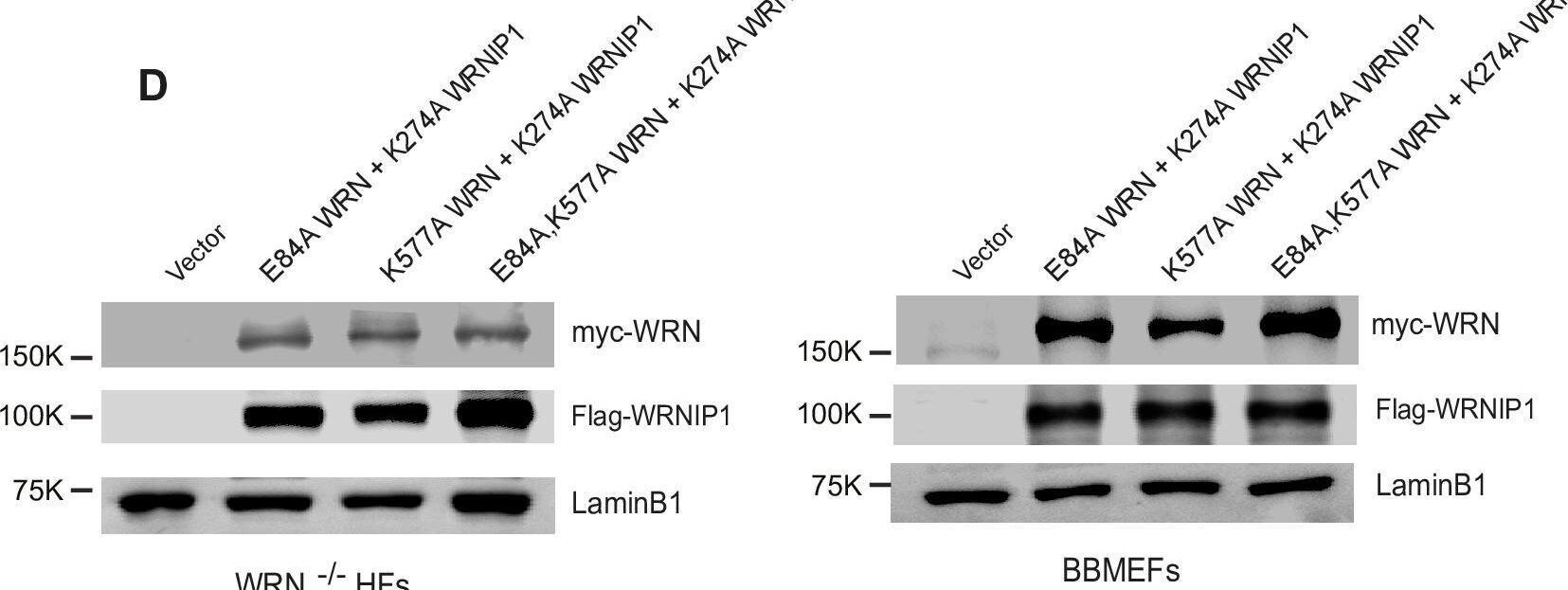 WHIP Antibody - BSA Free