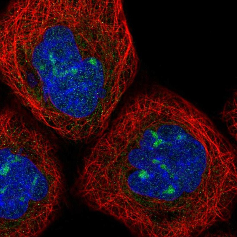 PPP1R7 Antibody - BSA Free Immunocytochemistry/ Immunofluorescence: PPP1R7 Antibody [NBP2-38207]