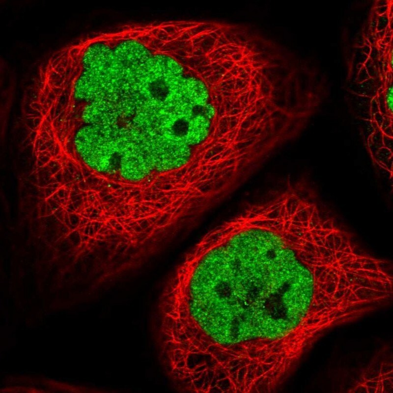 APLF Antibody - BSA Free Immunocytochemistry/ Immunofluorescence: APLF Antibody [NBP2-38212]