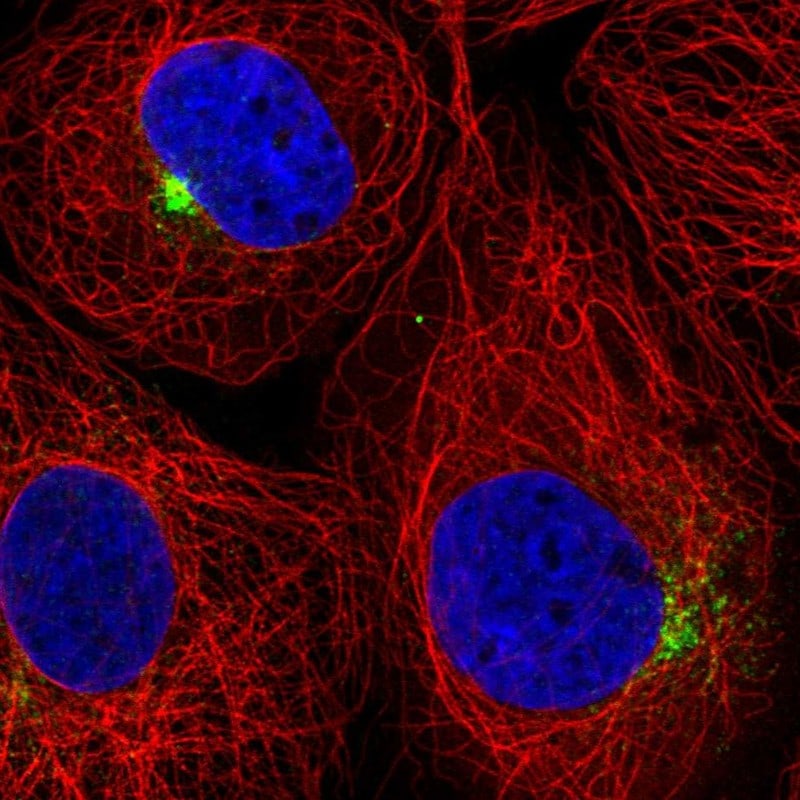 SLC1A4 Antibody - BSA Free Immunocytochemistry/ Immunofluorescence: SLC1A4 Antibody [NBP2-38226]