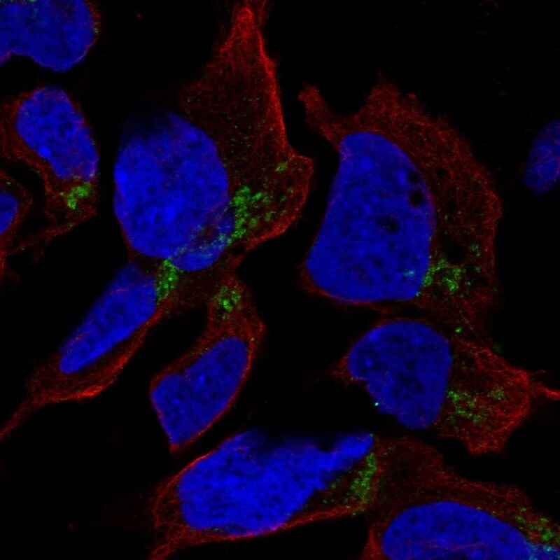HFM1 Antibody Immunocytochemistry/ Immunofluorescence: HFM1 Antibody [NBP2-38228]