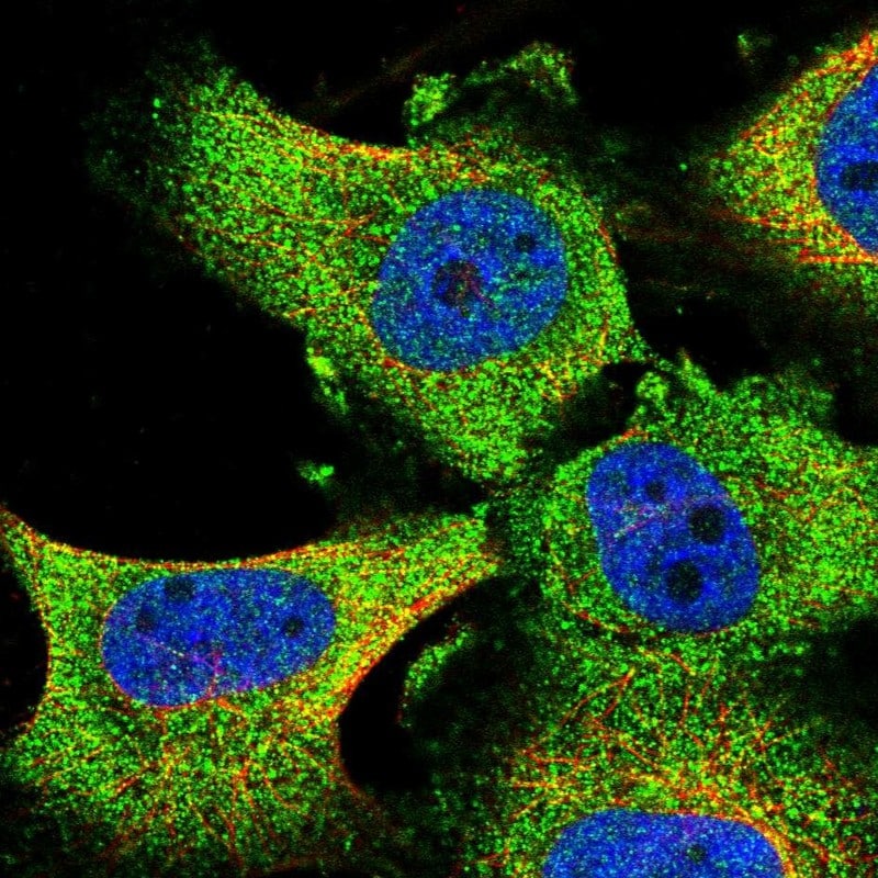 GRAF Antibody - BSA Free Immunocytochemistry/ Immunofluorescence: GRAF Antibody [NBP2-38235]