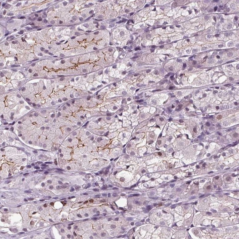 SLC9A4 Antibody - BSA Free Immunohistochemistry-Paraffin: SLC9A4 Antibody [NBP2-38280]