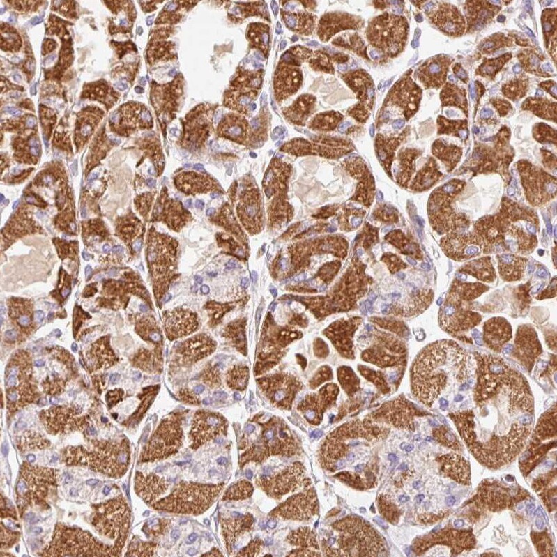 Mitofilin Antibody - BSA Free Immunohistochemistry-Paraffin: Mitofilin Antibody [NBP2-38286]