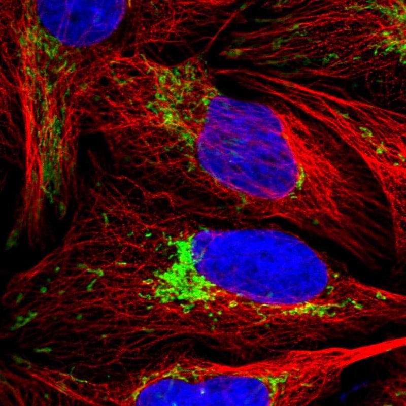 LRPPRC Antibody - BSA Free Immunocytochemistry/ Immunofluorescence: LRPPRC Antibody [NBP2-38300]