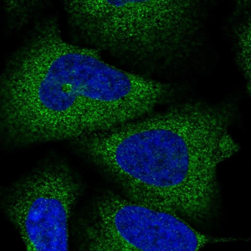 SPATA5 Antibody - BSA Free Immunocytochemistry/ Immunofluorescence: SPATA5 Antibody [NBP2-38302]