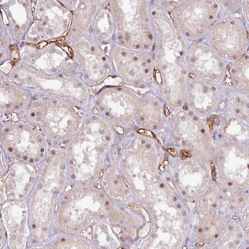 CD34 Antibody - BSA Free Immunohistochemistry-Paraffin: CD34 Antibody [NBP2-38322]
