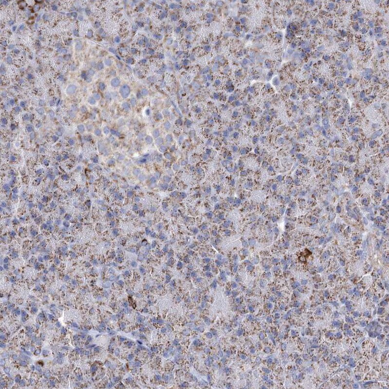 Pyruvate Dehydrogenase E1 beta subunit Antibody - BSA Free Immunohistochemistry-Paraffin: Pyruvate Dehydrogenase E1 beta subunit Antibody [NBP2-38327]