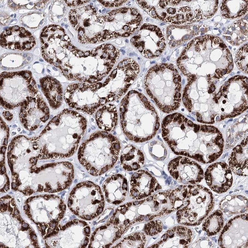 BPHL Antibody - BSA Free Immunohistochemistry-Paraffin: BPHL Antibody [NBP2-38328]