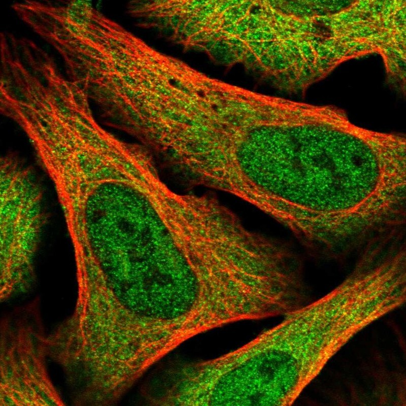 XAB1 Antibody - BSA Free Immunocytochemistry/ Immunofluorescence: XAB1 Antibody [NBP2-38332]