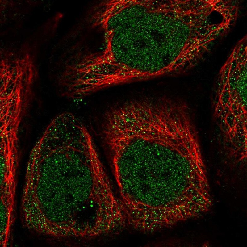 WDR27 Antibody - BSA Free Immunocytochemistry/ Immunofluorescence: WDR27 Antibody [NBP2-38349]