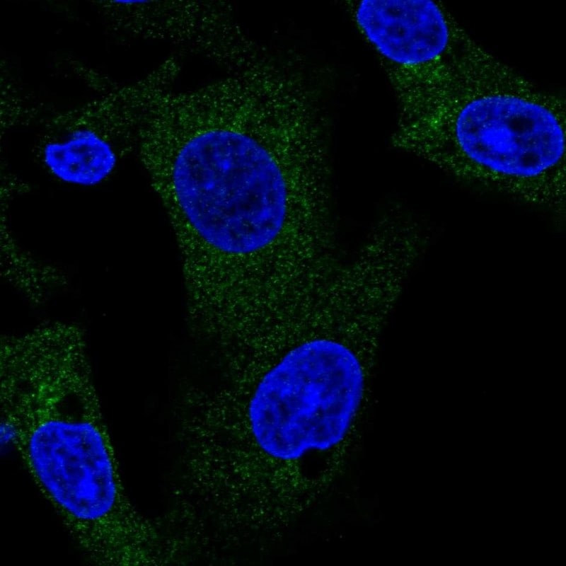 TANK Antibody - BSA Free Immunocytochemistry/ Immunofluorescence: TANK Antibody [NBP2-38358]