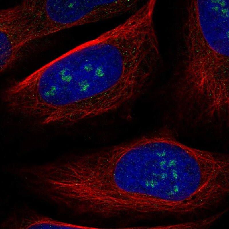 WDR36 Antibody - BSA Free Immunocytochemistry/ Immunofluorescence: WDR36 Antibody [NBP2-38364]