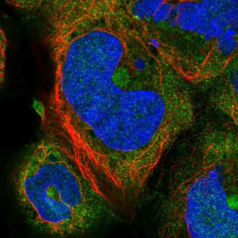 DELGEF Antibody - BSA Free Immunocytochemistry/ Immunofluorescence: DELGEF Antibody [NBP2-38366]
