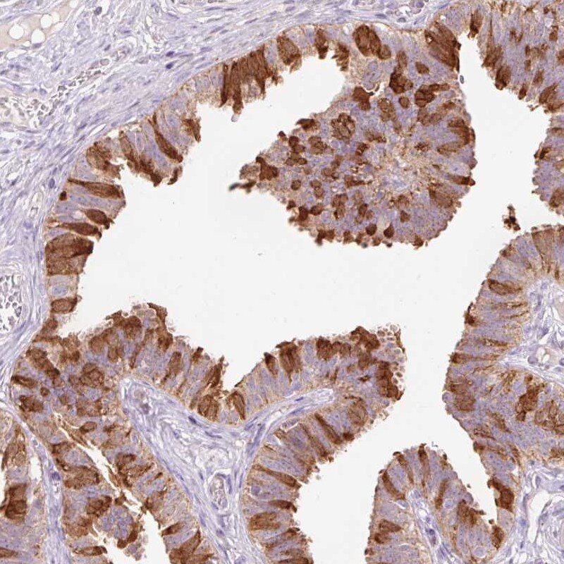 Peroxiredoxin 5 Antibody - BSA Free Immunohistochemistry-Paraffin: Peroxiredoxin 5 Antibody [NBP2-38370]