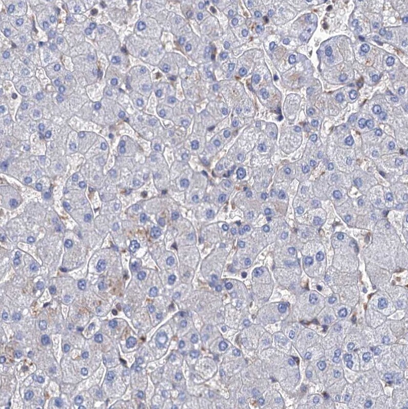 STING/TMEM173 Antibody - BSA Free Immunohistochemistry-Paraffin: STING/TMEM173 Antibody [NBP2-38389]